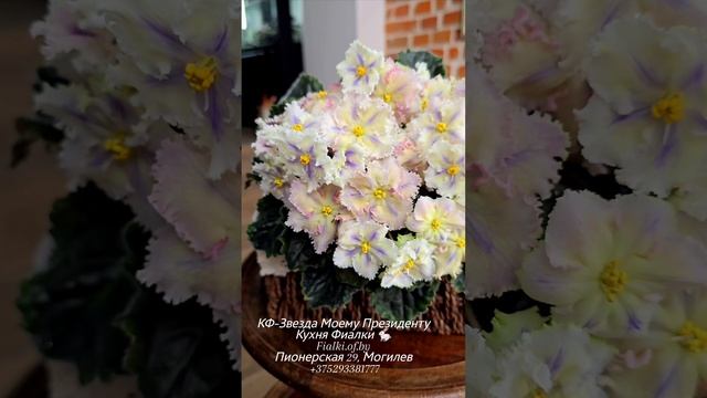 🐇❤️КФ-Звезда Моему Президенту наконец мы вырастили и для себя растеньице -   восхитительная и уника