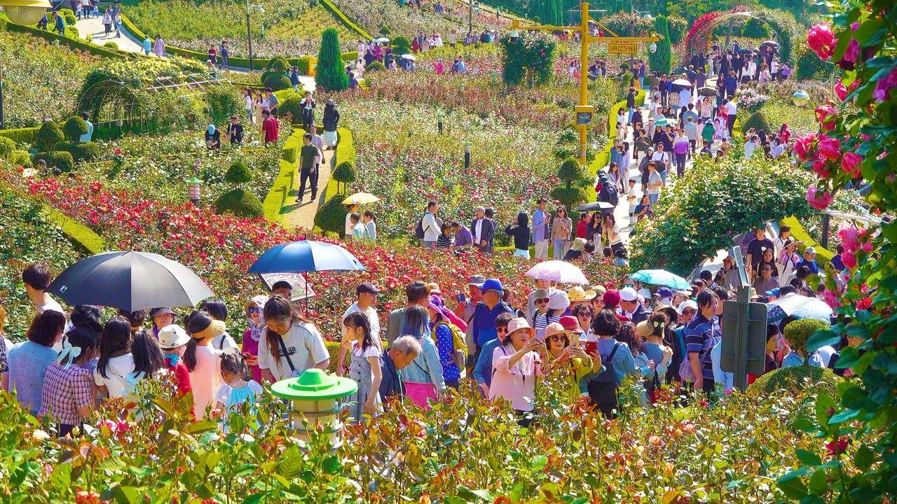 백만송이 장미축제 5월 마지막주 만개 절정! 2025 , 부천의 명소, 절대 후회없는 151종의 개화 시기는 6월 15일까지, 부천 백만송이 장미원, 서울 여행 워커
