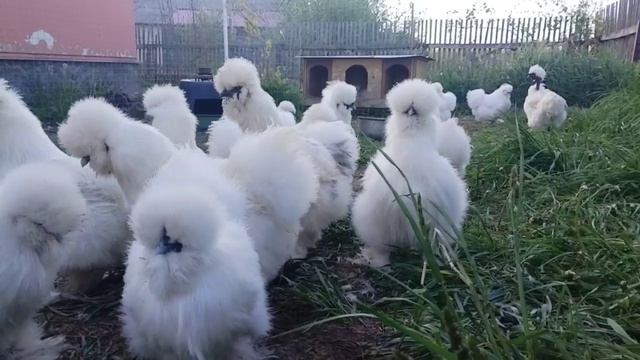 Китайские шелковые куры-2