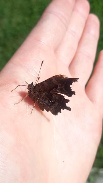 lil guy
