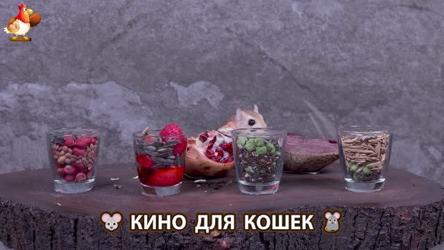 Видео для кошек про крысок развлекать питомцев 🐭🐀😂 (130)