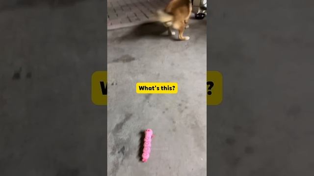 A dog's worst enemy_ children's toys!#dog #doglover #funny #funnyvideos #foryou #fypage   #dogs