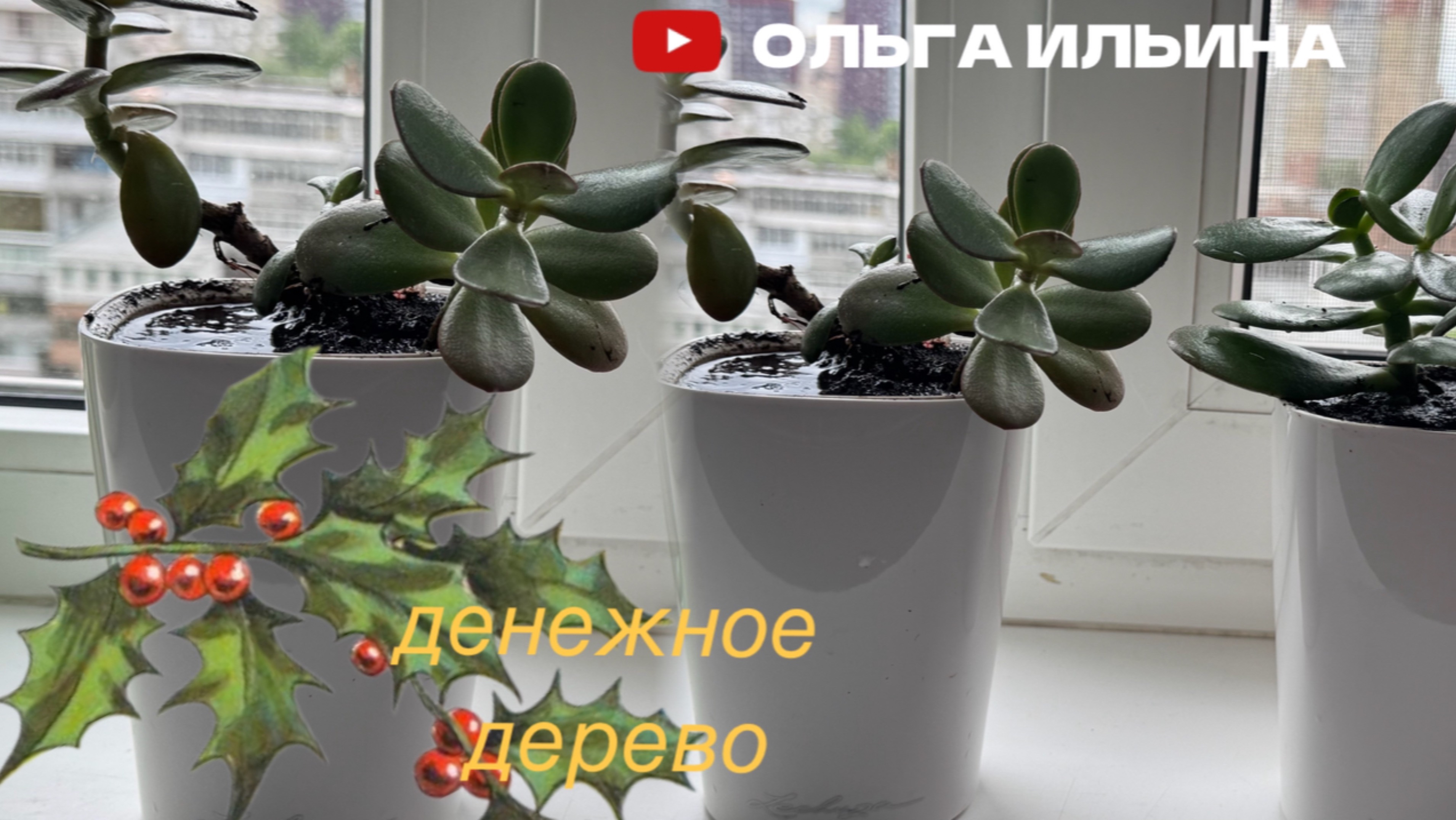 КАК МЫ ПОСАДИЛИ С ДОЧЕНЬКОЙ ДЕНЕЖНОЕ ДЕРЕВО #садитьцветы #сажатьцветы #дом #цветы