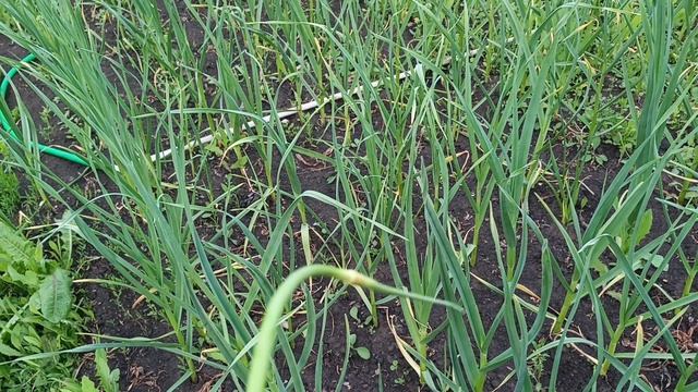 Дача.🏡 Часть 3. 23.05.25.