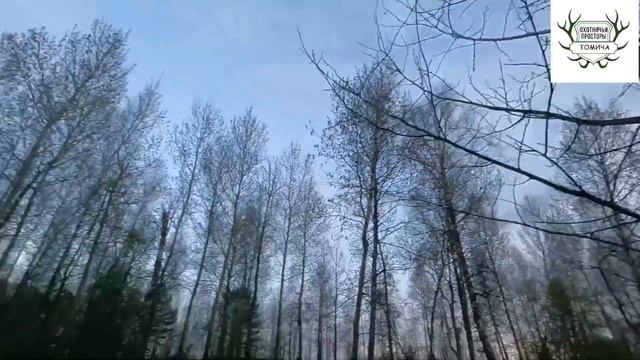 #5. Один шанс - реализован!!! Охота на вальдшнепа 2025г.
