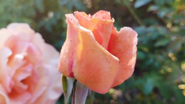 Троянда Луї де Фюнес / Rose Luis de Funes