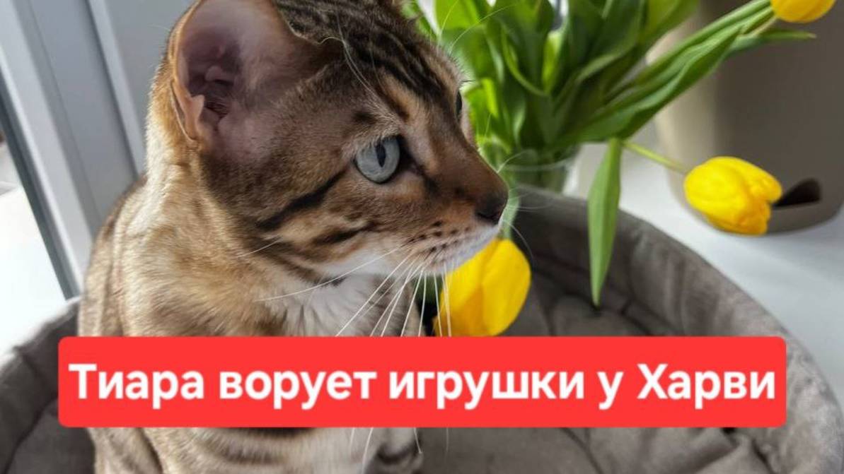 Тиара ворует игрушки Харви