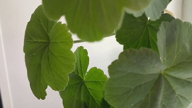 Мои цветы 🌺🌺🌺Новинки в моей коллекции 🤗😍