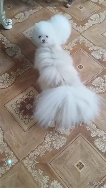шпиц белый д. р. 2.04.25г