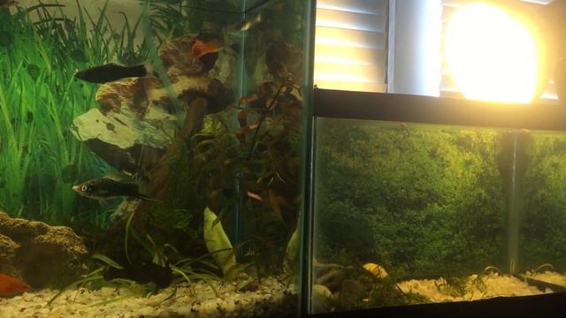 Жизнь рыбок в аквариуме (Aquarium life)