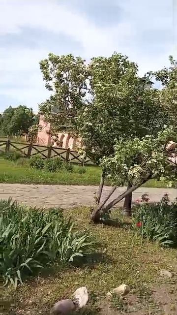 29-05-2025Аптекарский огород