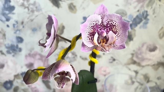 Phal. Sogo Diamond HLW или Phal. Leopard Princess Golden Leopard первое цветение Обзор orchi