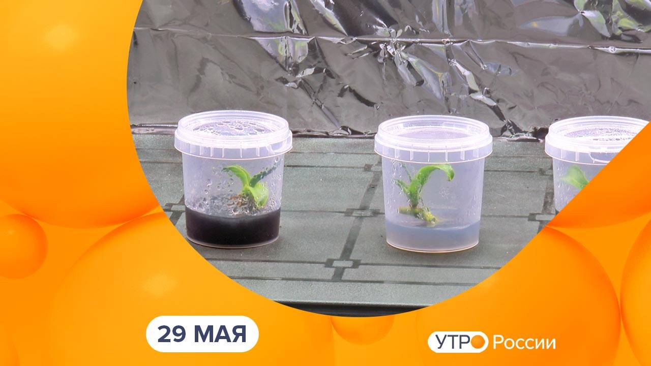 Утро России. Калуга (29.05.2025)