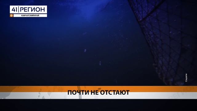 ВЫЛОВ КРАБА У БЕРЕГОВ КАМЧАТКИ ПРАКТИЧЕСКИ НЕ УСТУПАЕТ ПРОШЛОГОДНЕМУ • НОВОСТИ КАМЧАТКИ