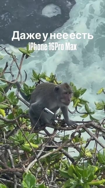 #iphone #iphone16promax #apple #monkey