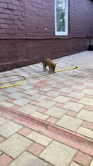 Первый день работы в свинораде, хряколлеги помогают