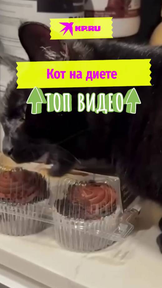 Кот на диете