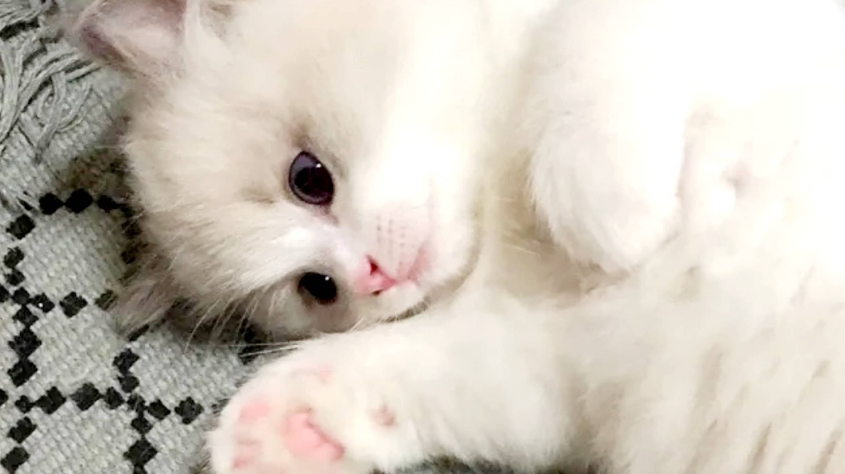 ПРИКОЛЫ С КОТАМИ😹 СМЕШНЫЕ КОТЫ И СОБАКИ🐶😹 животные #19