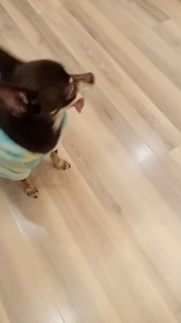 Маффи снова в гостях🐕🦺