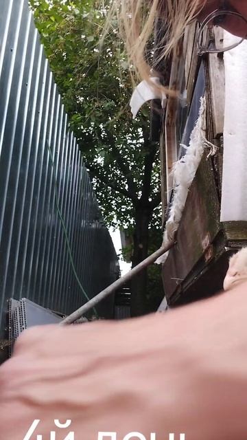 продолжаем выхаживать ципленка