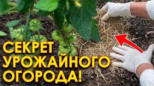 Что делать в огороде в июне? Сажать еще не поздно! Каждый садовод должен сделать это!