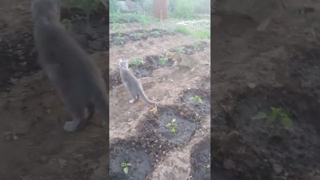 Прислали с Сорочинка. Гость на грядках