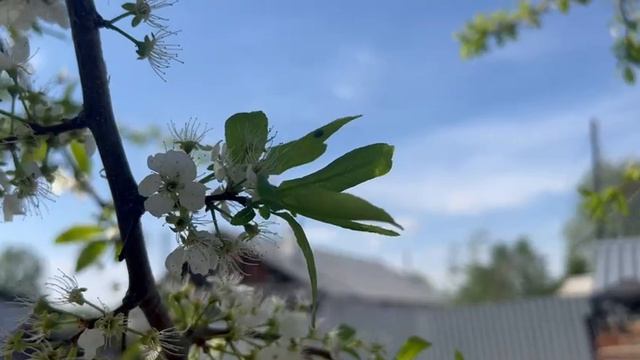 Цветы, природа - мамин огород!