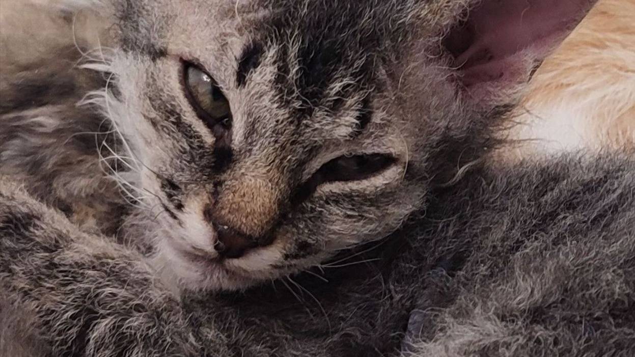 Ласковые котята