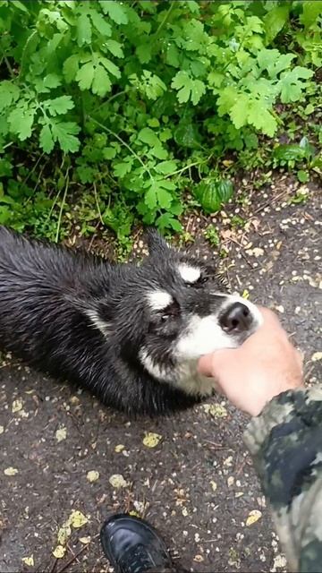 хасечка
