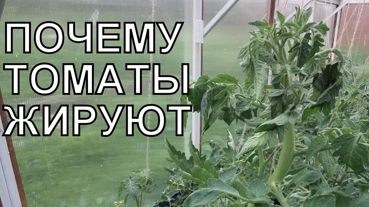 ЖИРУЮТ ТОМАТЫ? ПОЧЕМУ? КАК ИХ УСПОКОИТЬ?