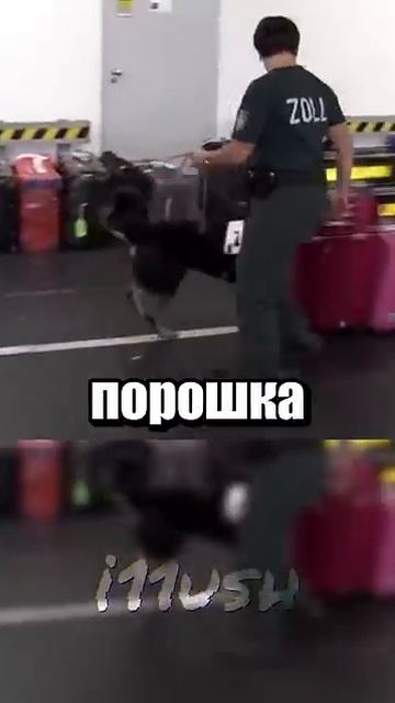i11ushenka (1113)