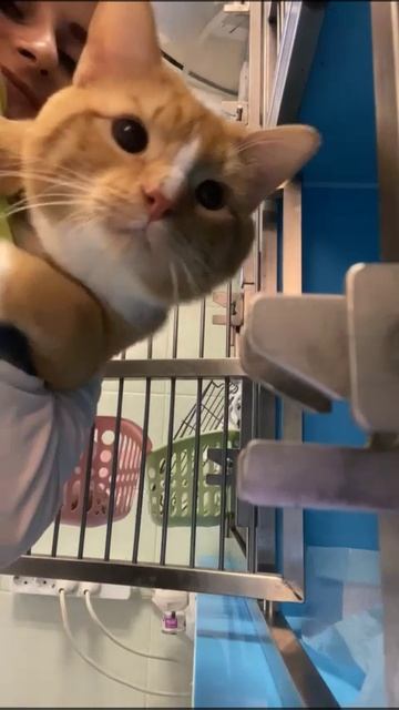 Утренние ласки от Рыжика😻
