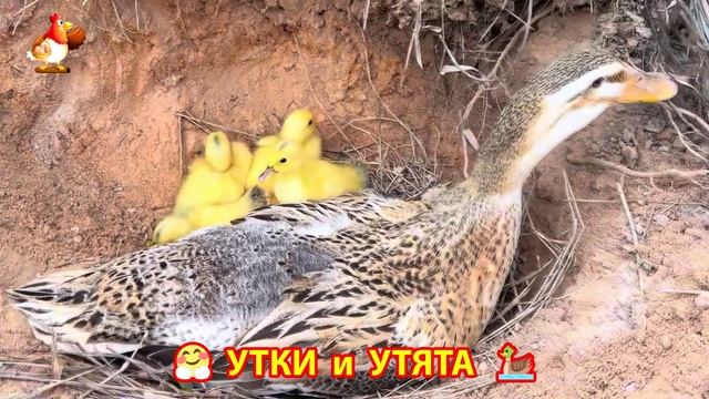 Утки с Утятами гармония во дворе 🦆🤗❣️(25)