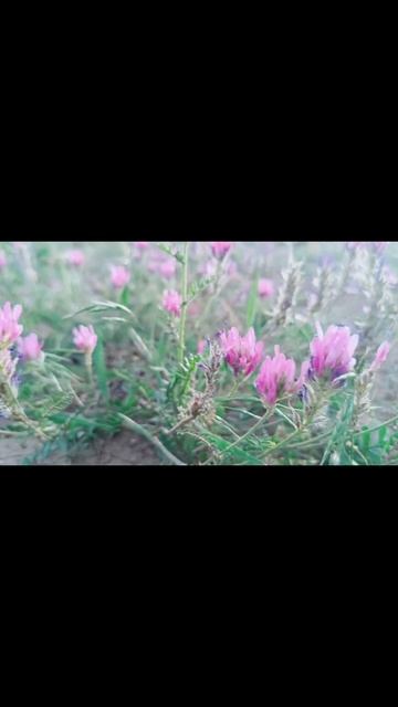 VID-20250529-WA0004.mp4