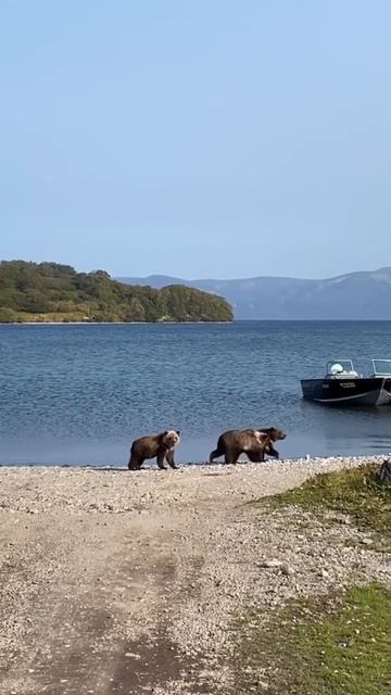 Медвежата на прогулке. (Курильские острова