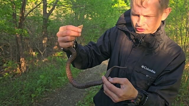 Уссурийский щитомордник в руках - это огромная доза адреналина.