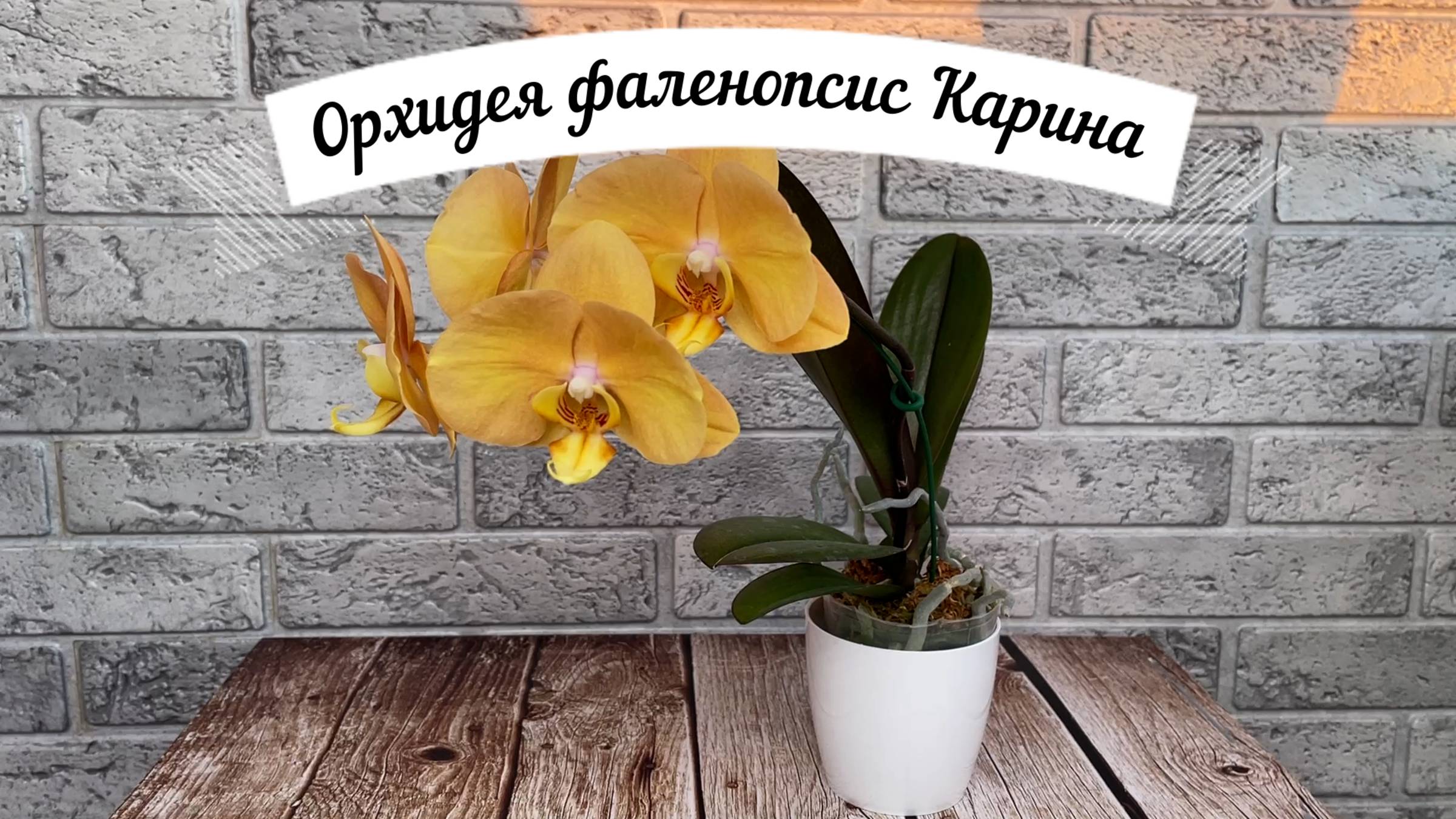Орхидея Карина (Африканский Закат)