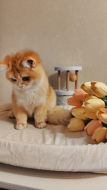 Малышка Бритни для вас🎀💝