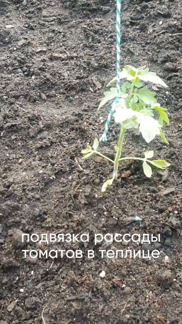 Подвязка рассады томатов в теплице