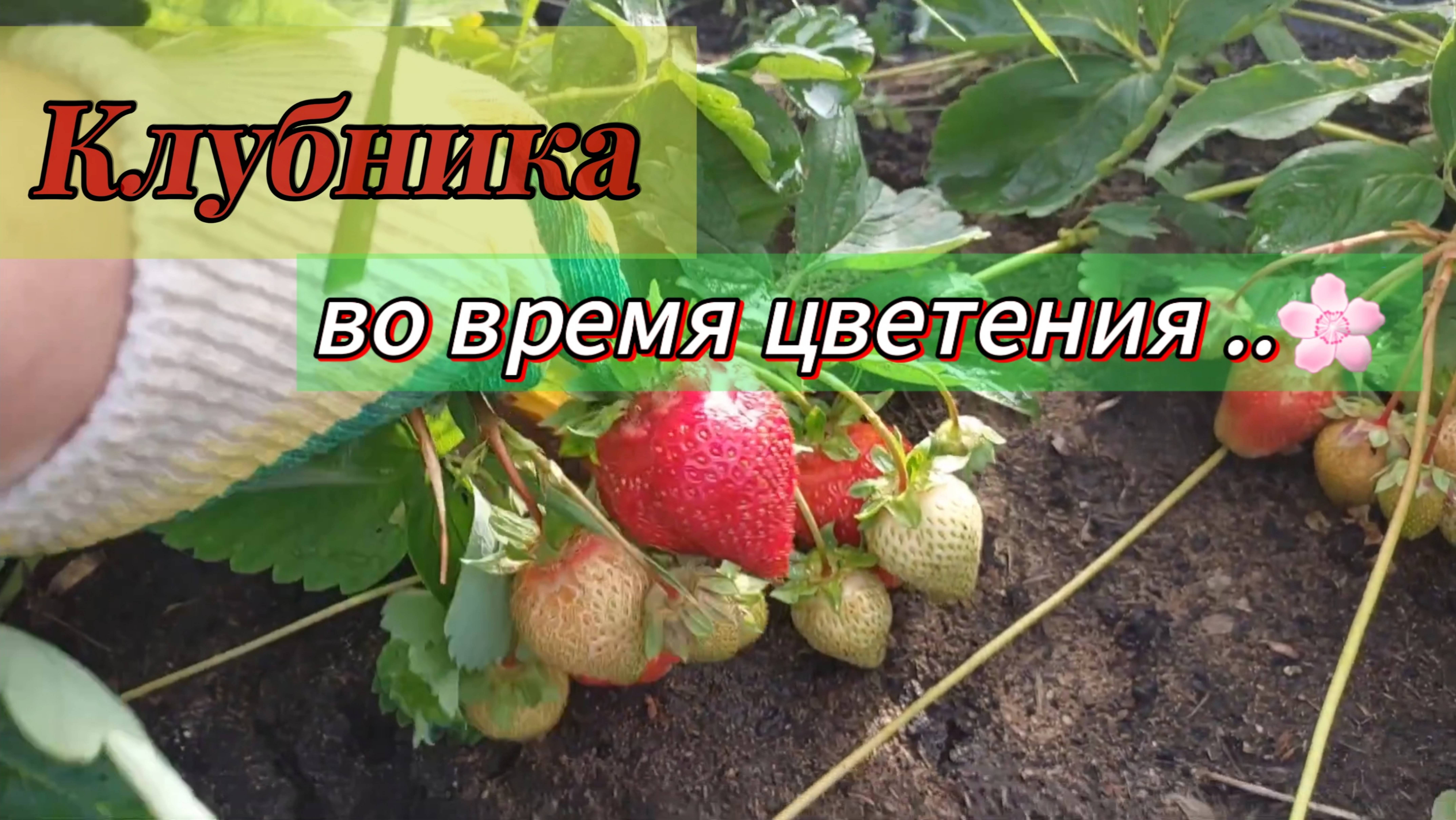 Самая важная подкормка Клубники во время цветения..Обработки от болезней и вредителей.Польза мульчи