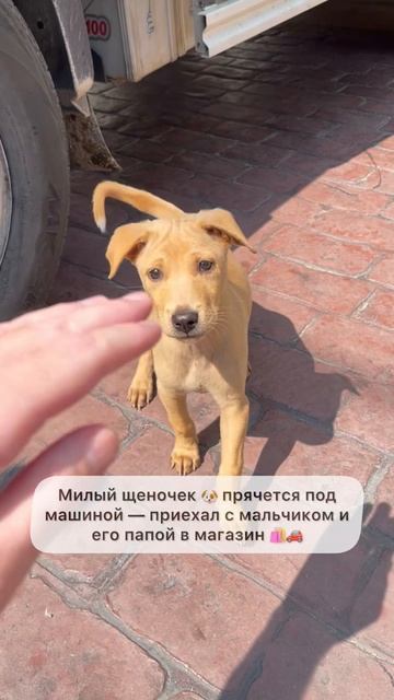 Трогательная история глазами ANDRS RADIO 💛🎶