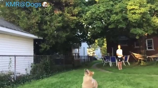 Последнее видео видеооператора💥😂 ( видео про собак )