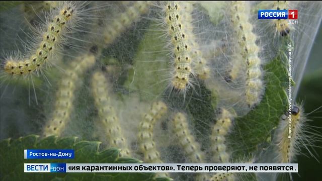 Американская белая бабочка в Ростове-на-Дону