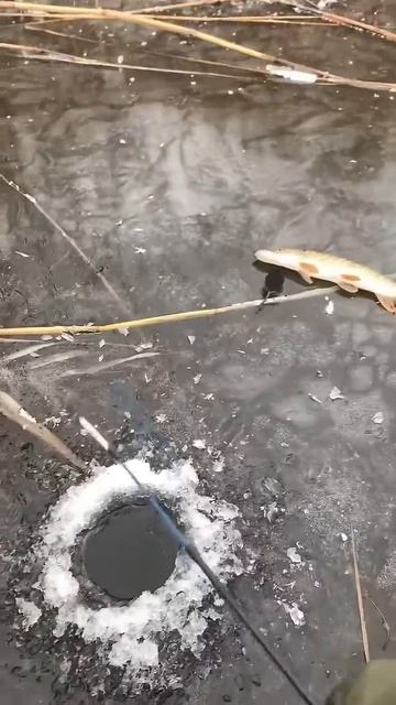 Мышиный переполох_ Щука vs Грызун на льду! 🐟🐭#рыбалка #смешноевидео #видеоприколы