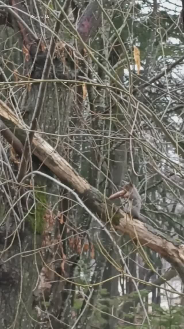 Белочка с шишкой