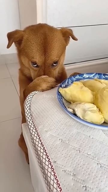 Funny dog funny video episode 89