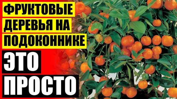 👍 Как вырастить лимон из косточки в домашних условиях в горшке для начинающих с плодами ⭐