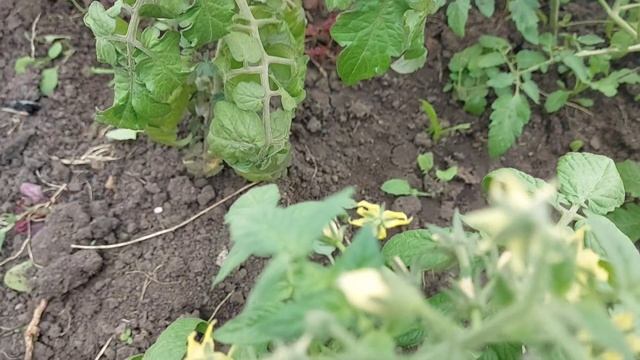 ЗИМА ВЕРНУЛАСЬ В КУЗБАСС!ДАЧА БЕЗ ПРИКРАС 4