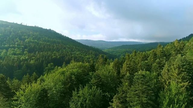 Красивый лес часть 42