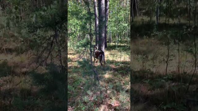 В каком возрасте покрывать нубийскую козу. Когда покрывать коз.